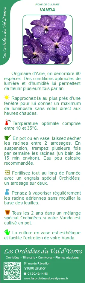 Fiche culture VANDA